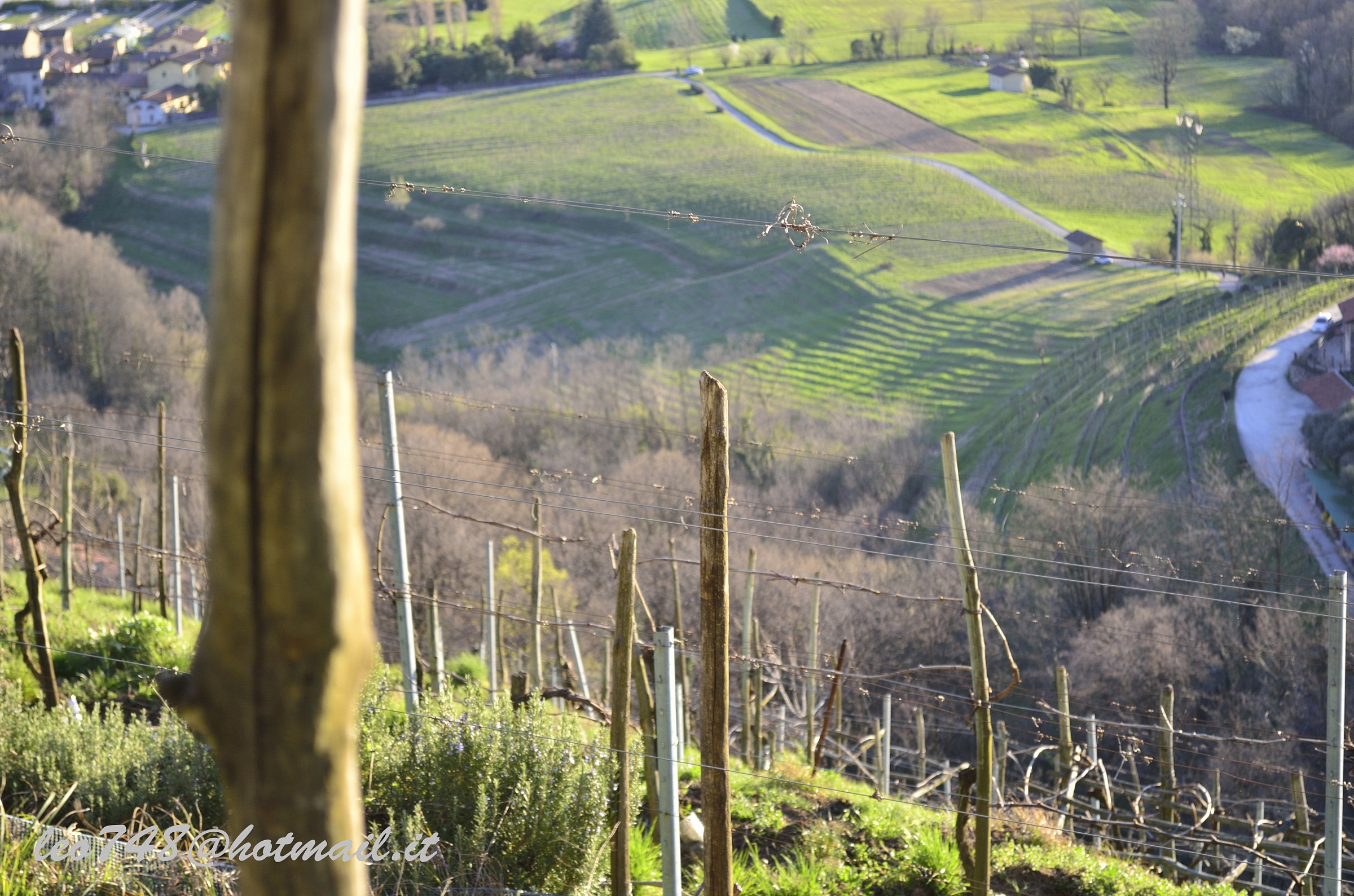 the vineyard of Montevecchia...