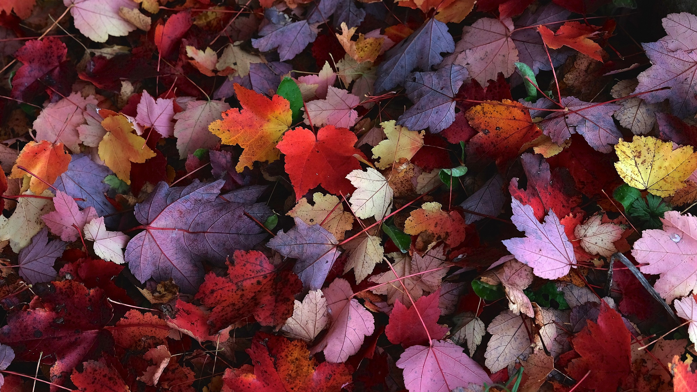Leaves in autumn 3...