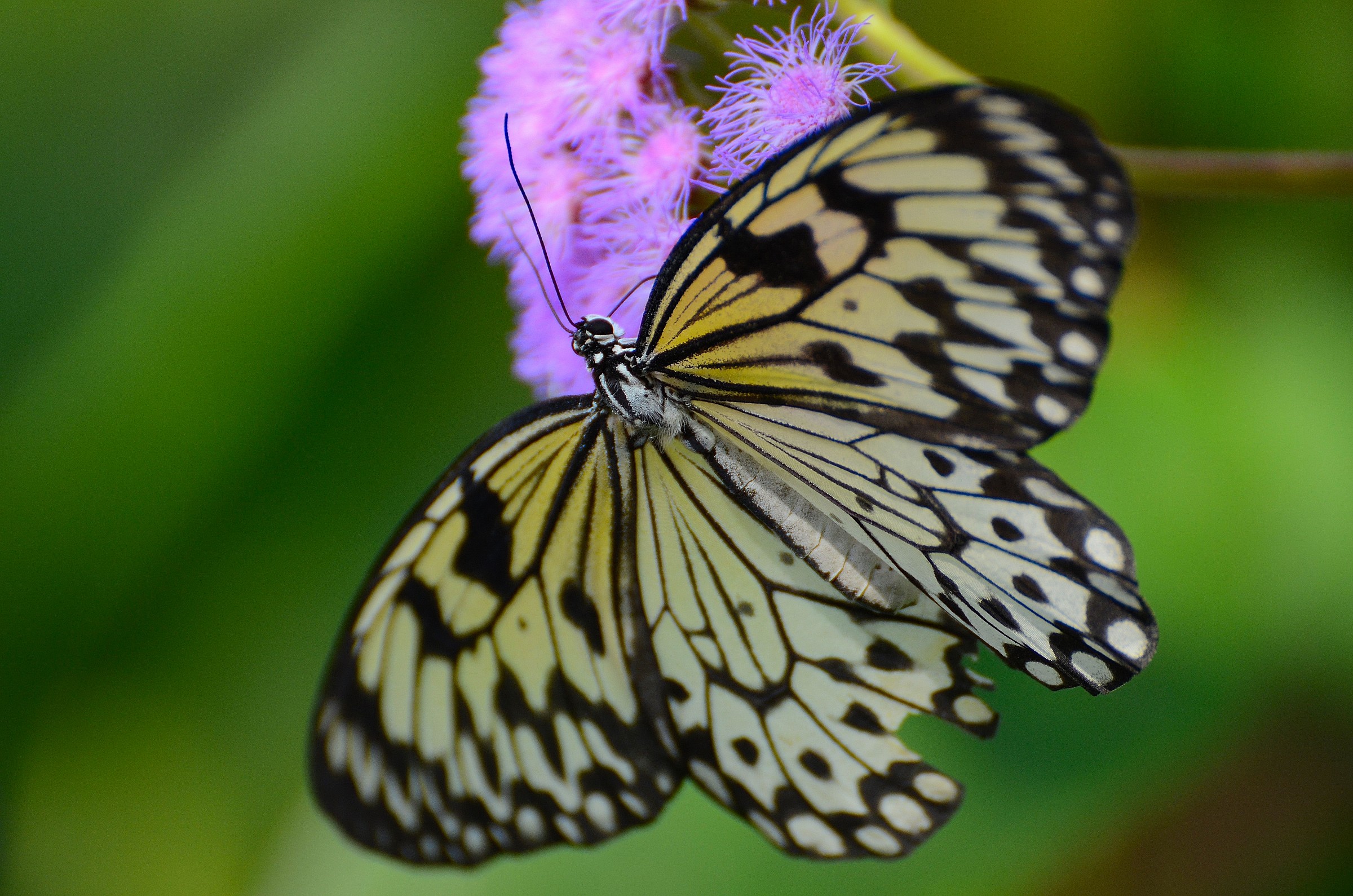 butterfly...
