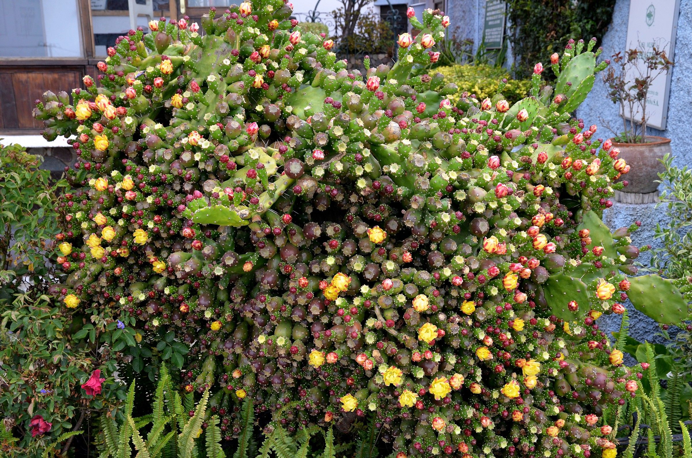 Prickly pear...