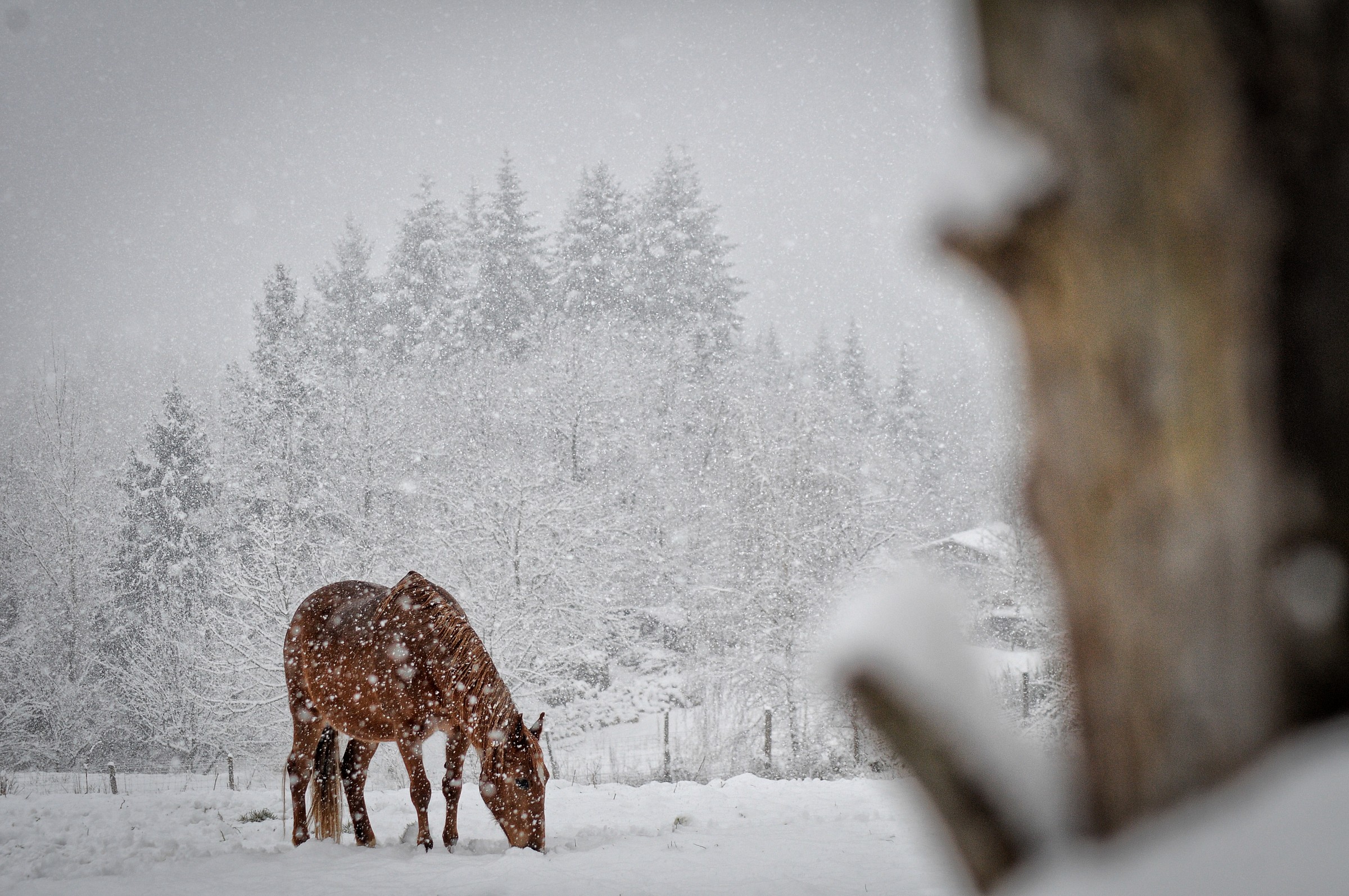 Snow and Horse...