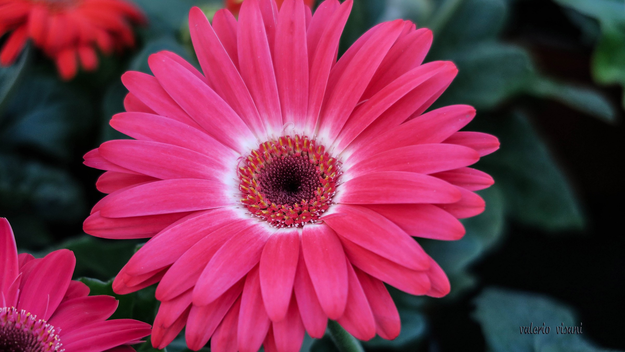 Gerbera...