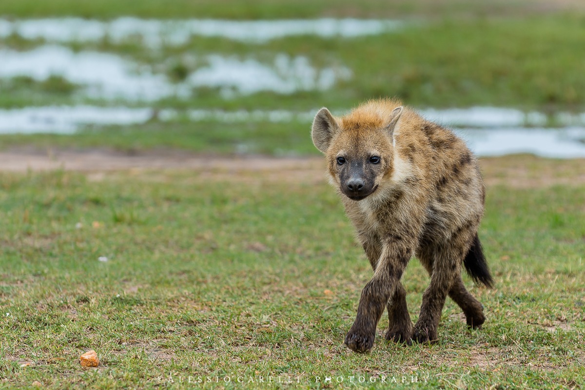 Hyena cub...