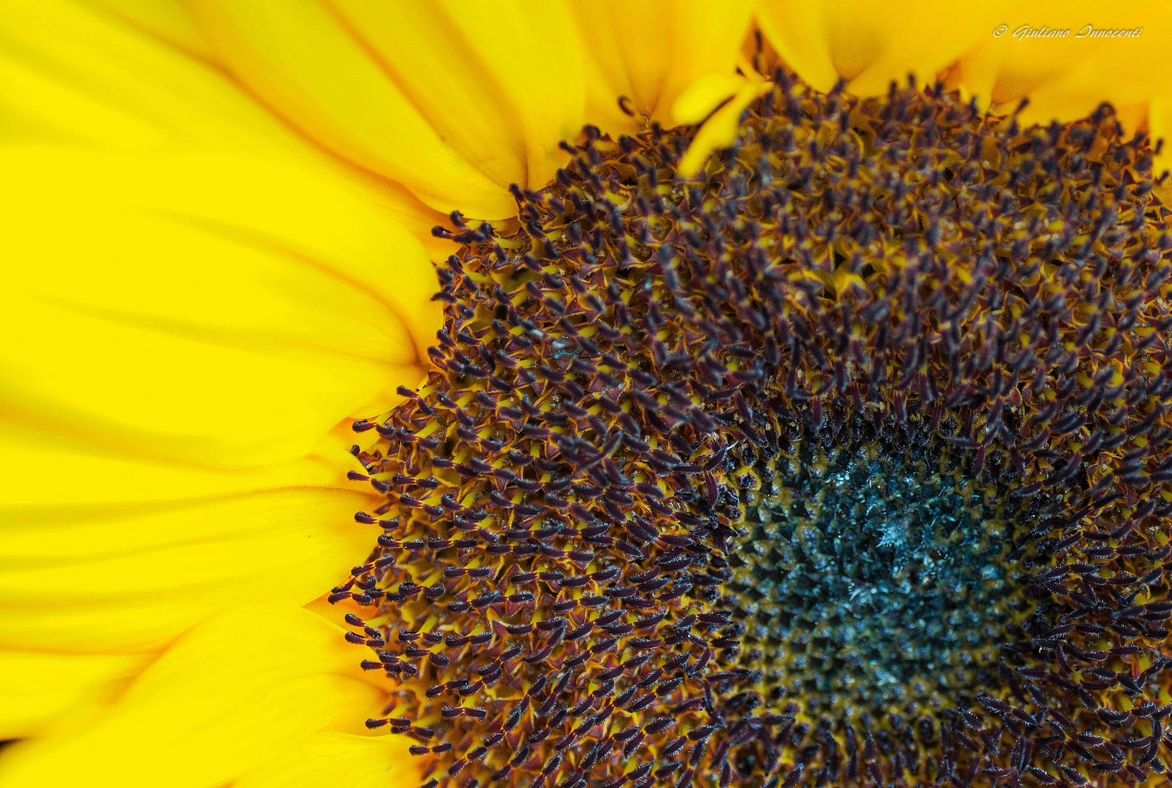 the eye of the sunflower...