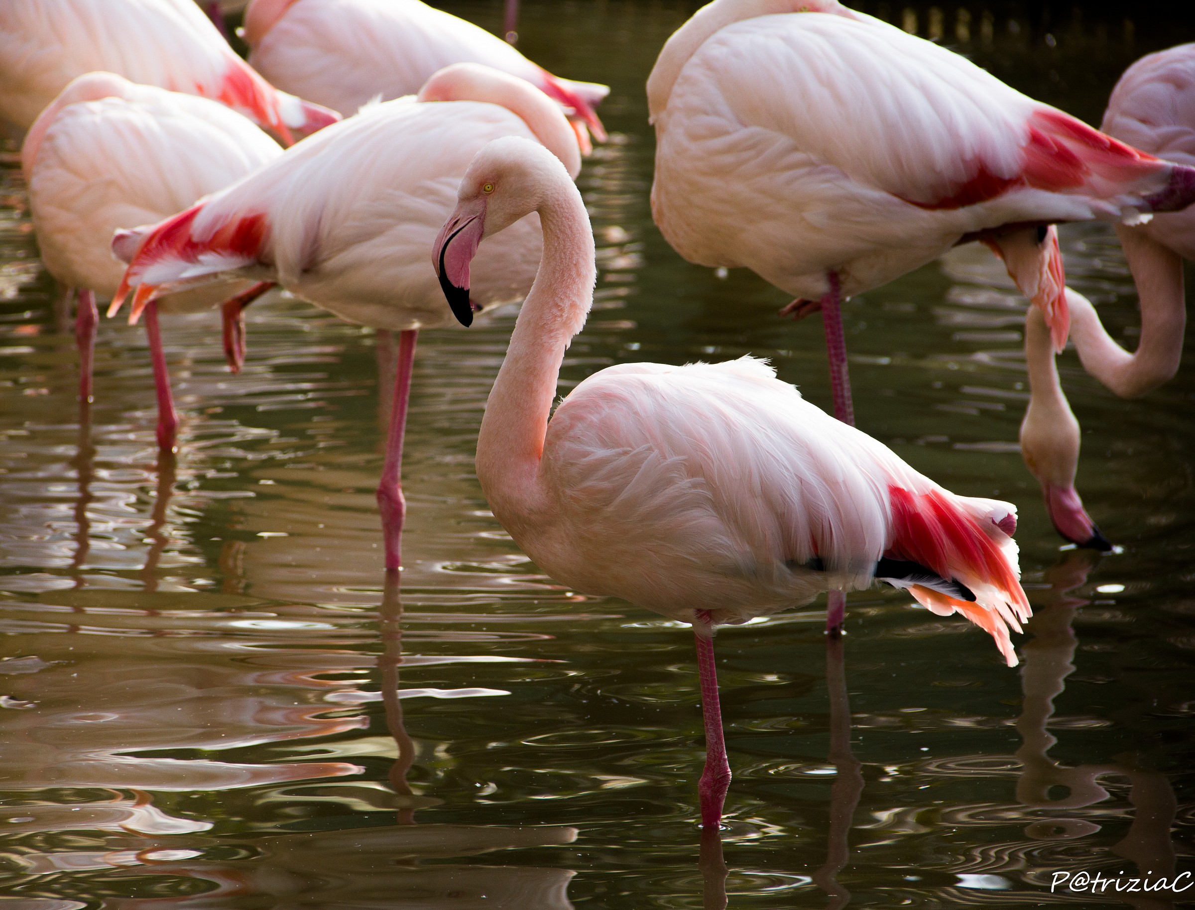 ... phoenicopterus roseus ......