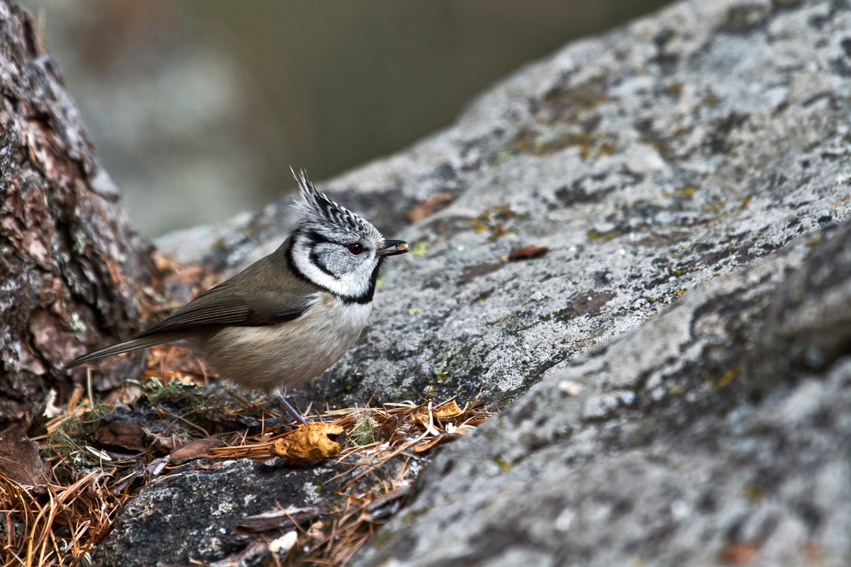 Crested tit...