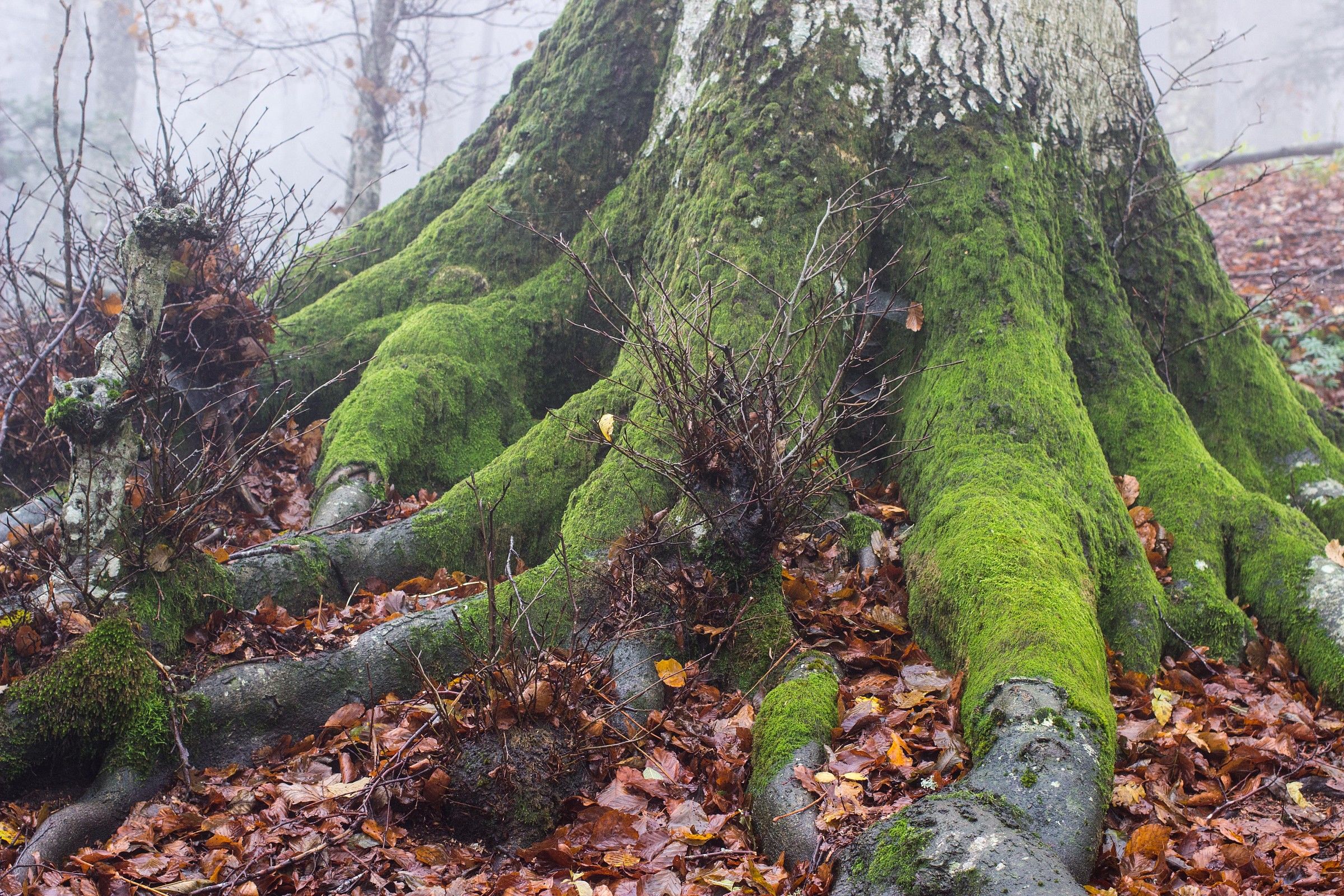 tree...