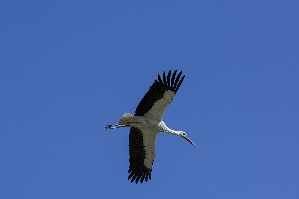 storks...