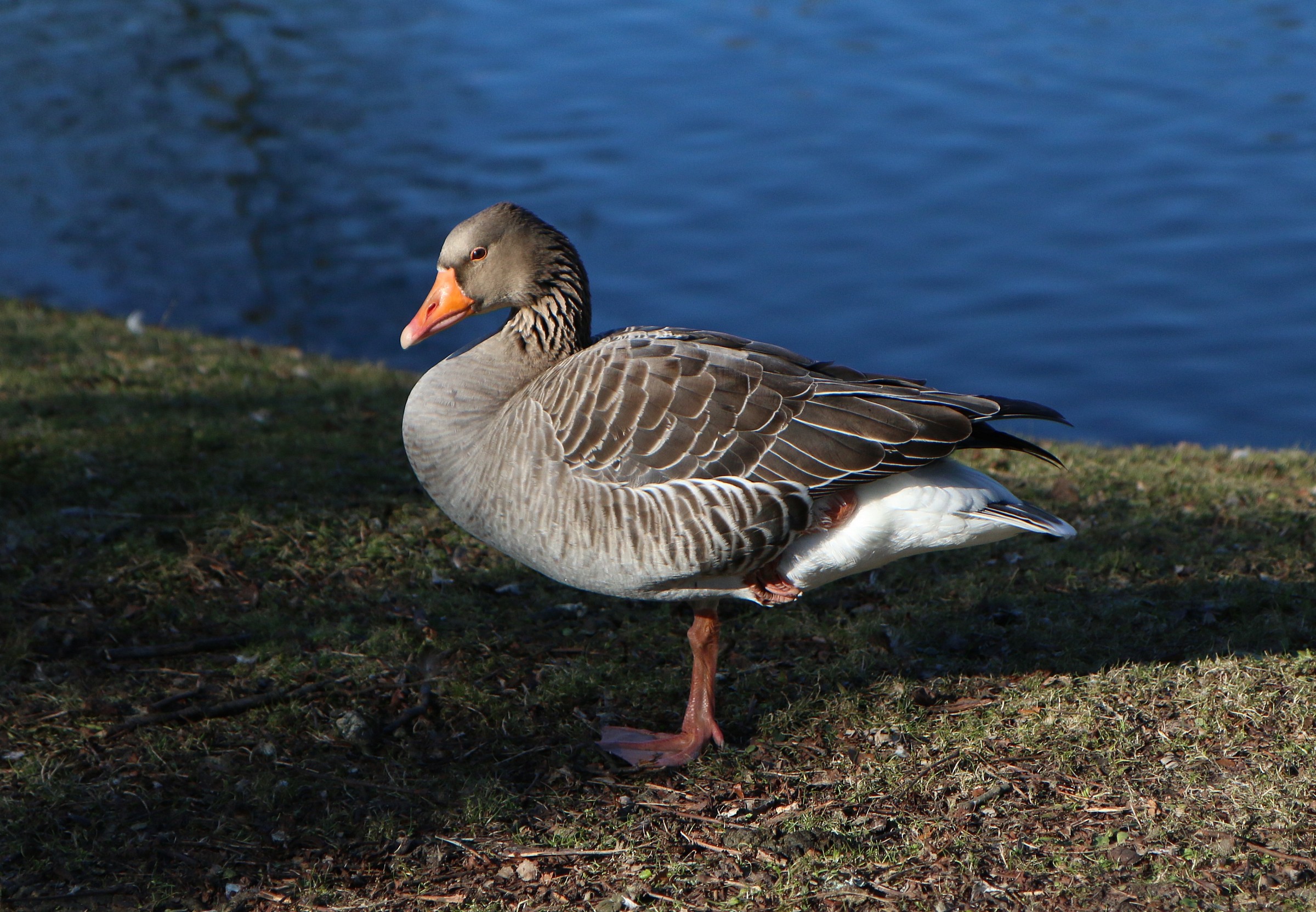 Fauna nel parco svedese ......