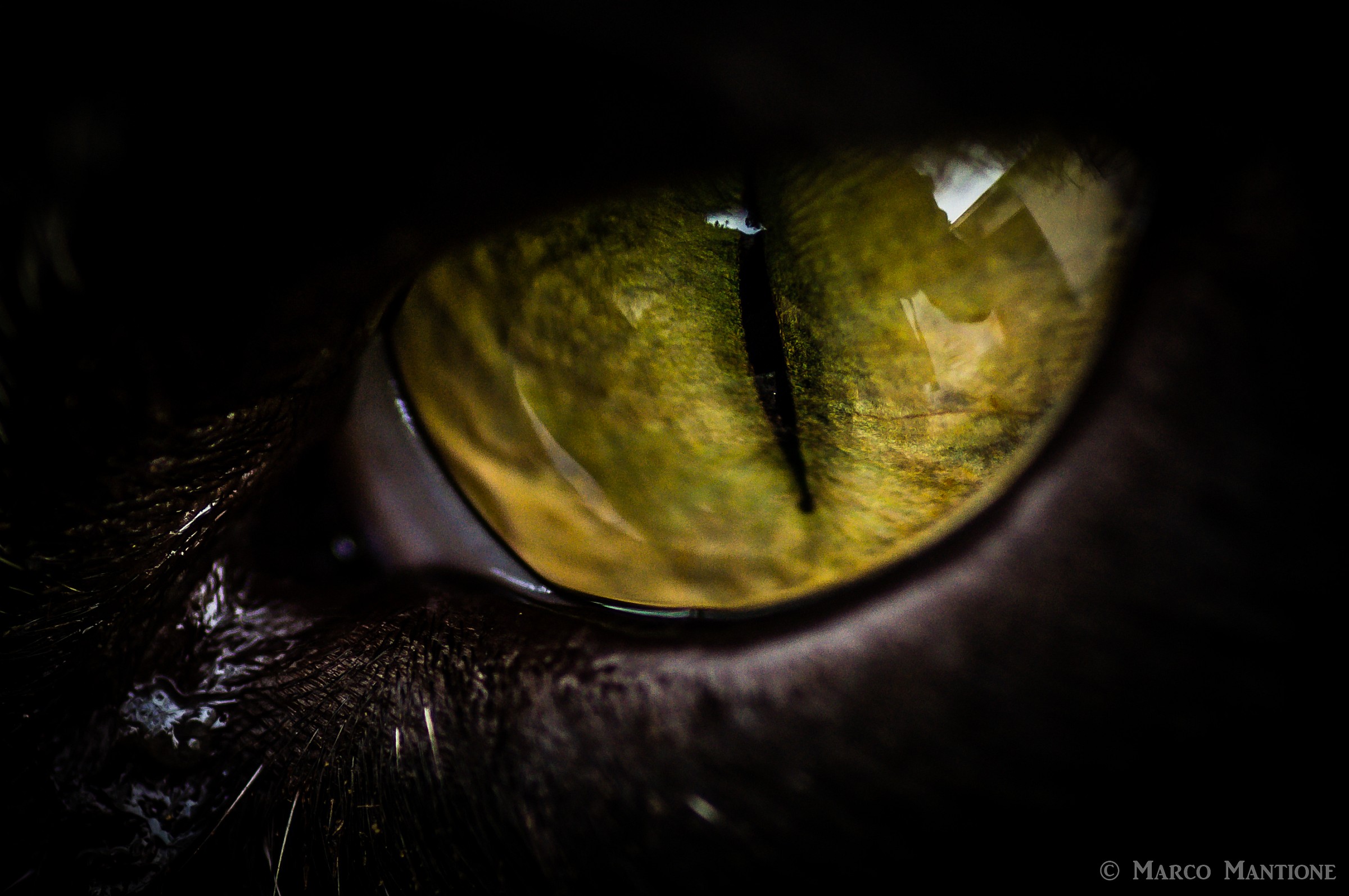 Cat's eye...