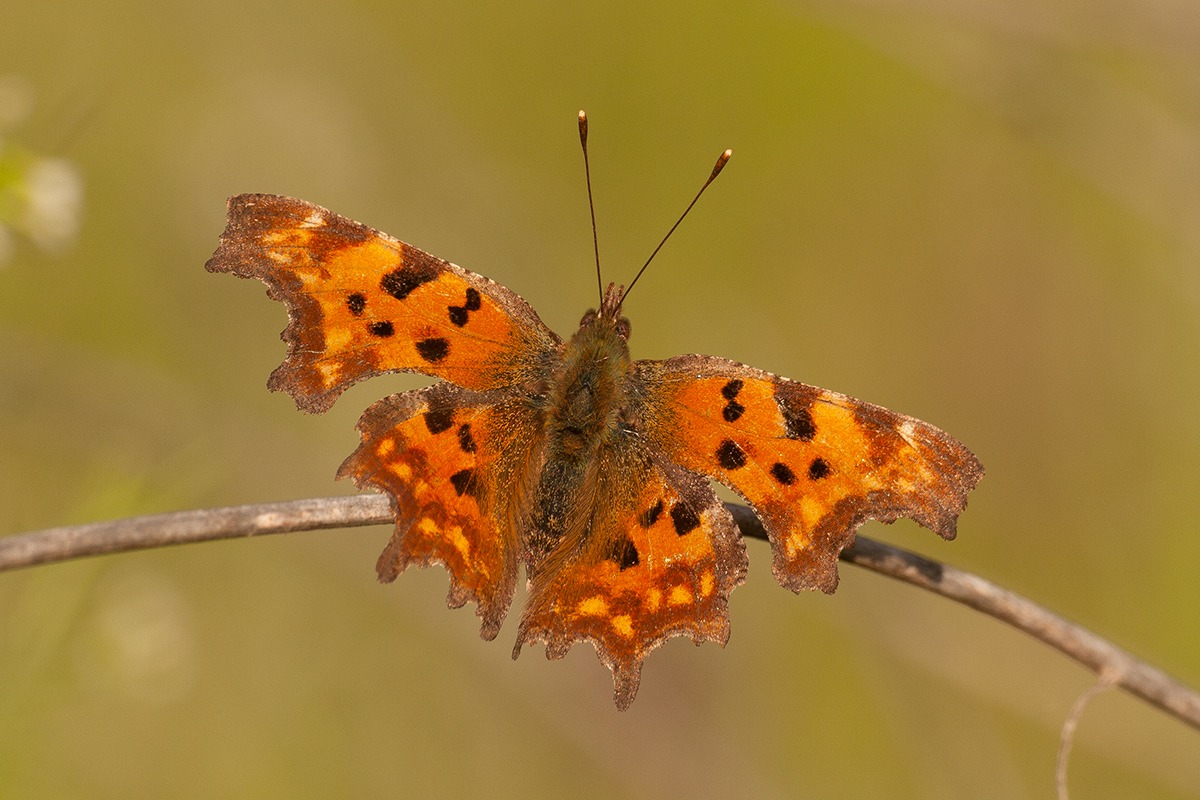 Polygonia c-album...