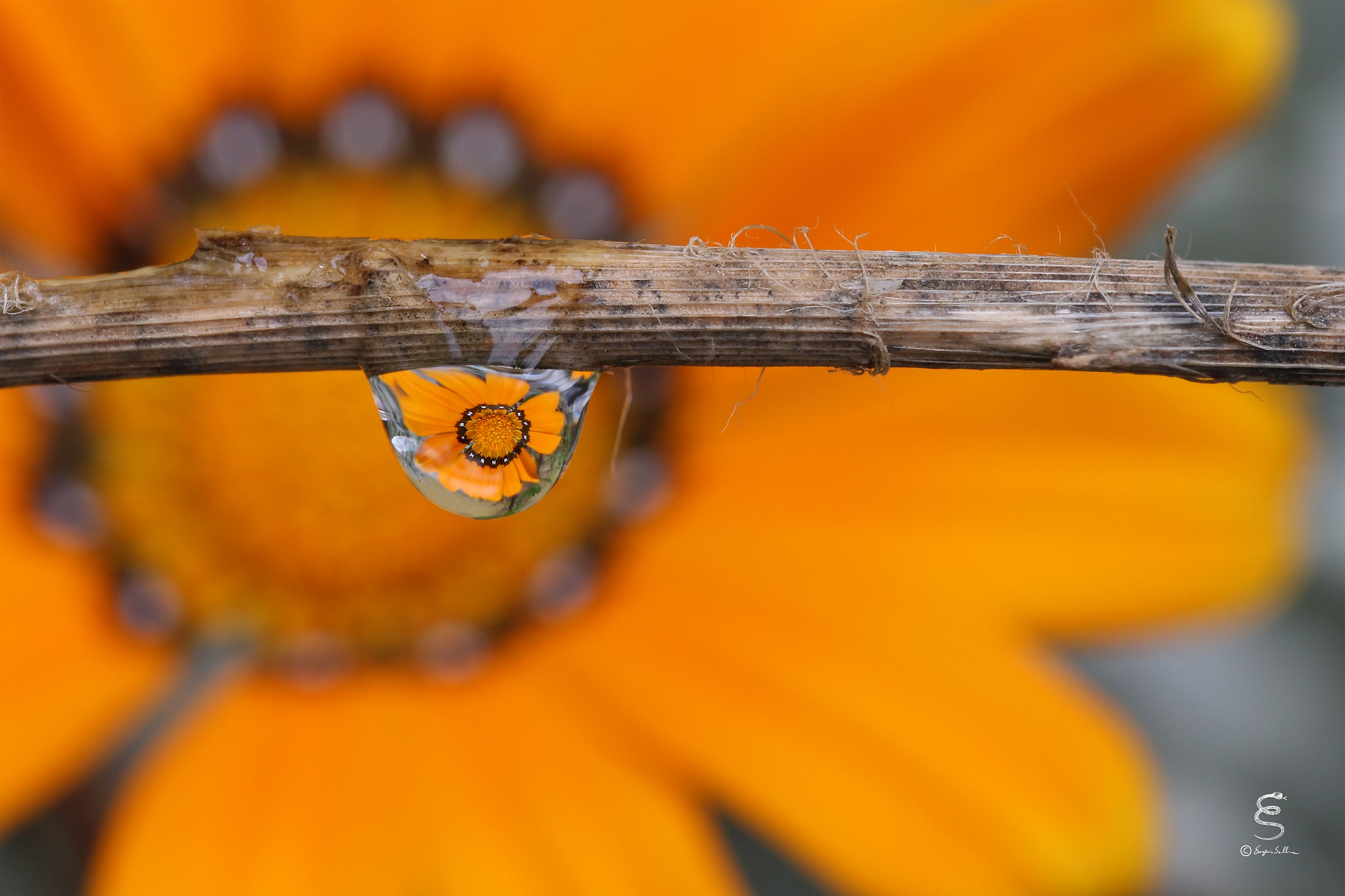 Orange Flower Reflection...