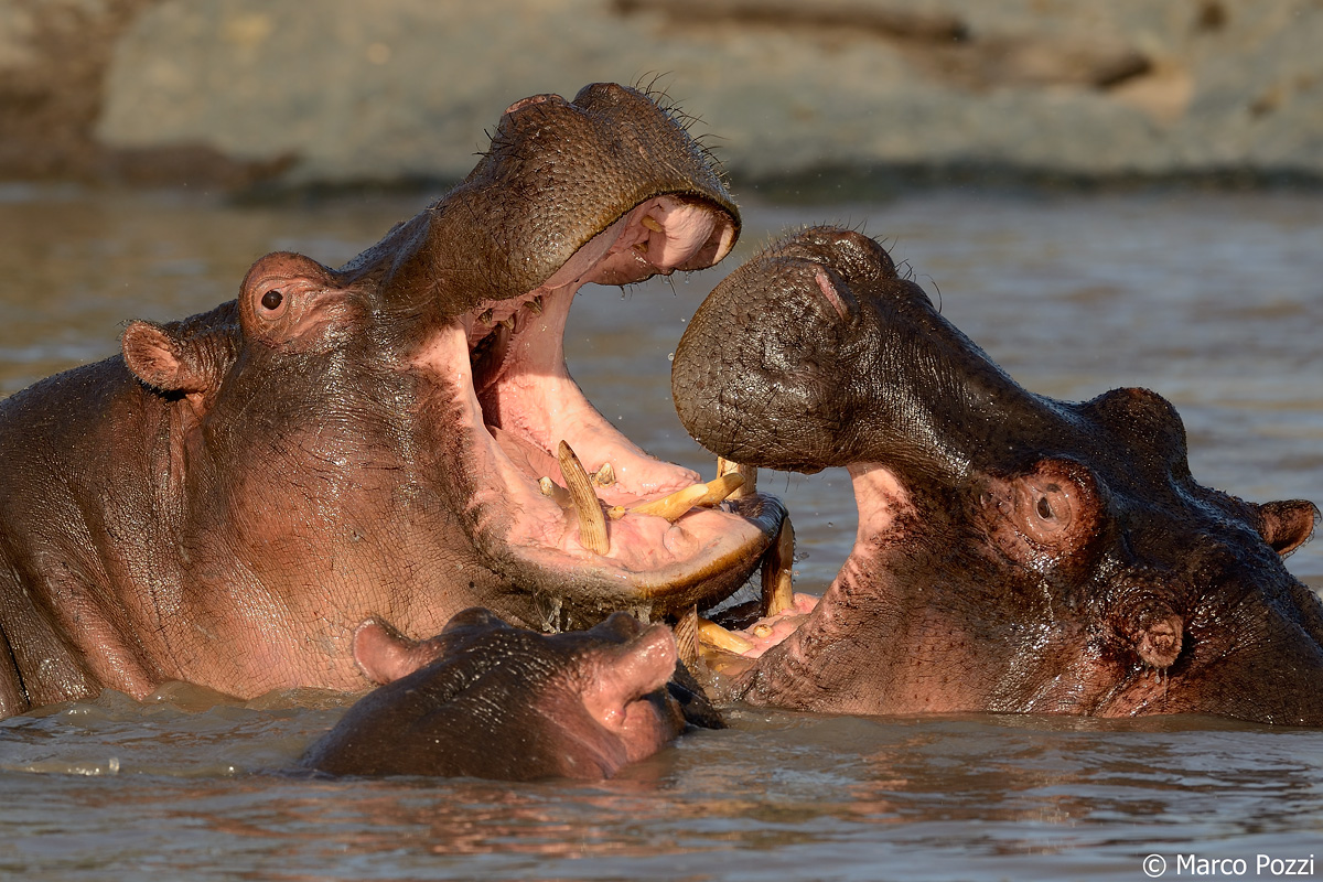 hippos...