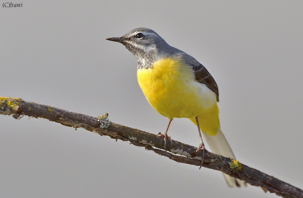 The wagtail...