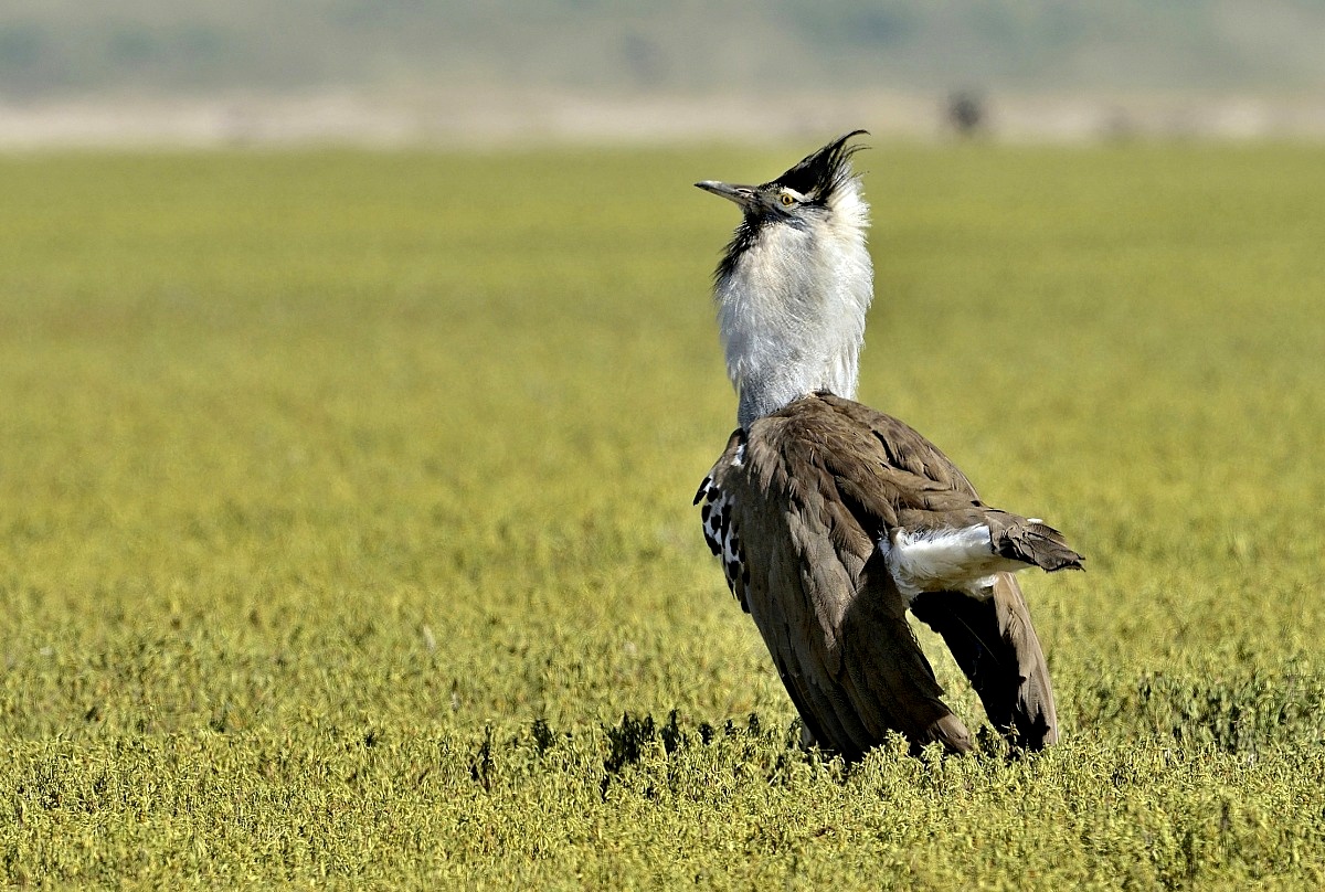Tanzania 2015 - Otarda di Kori...