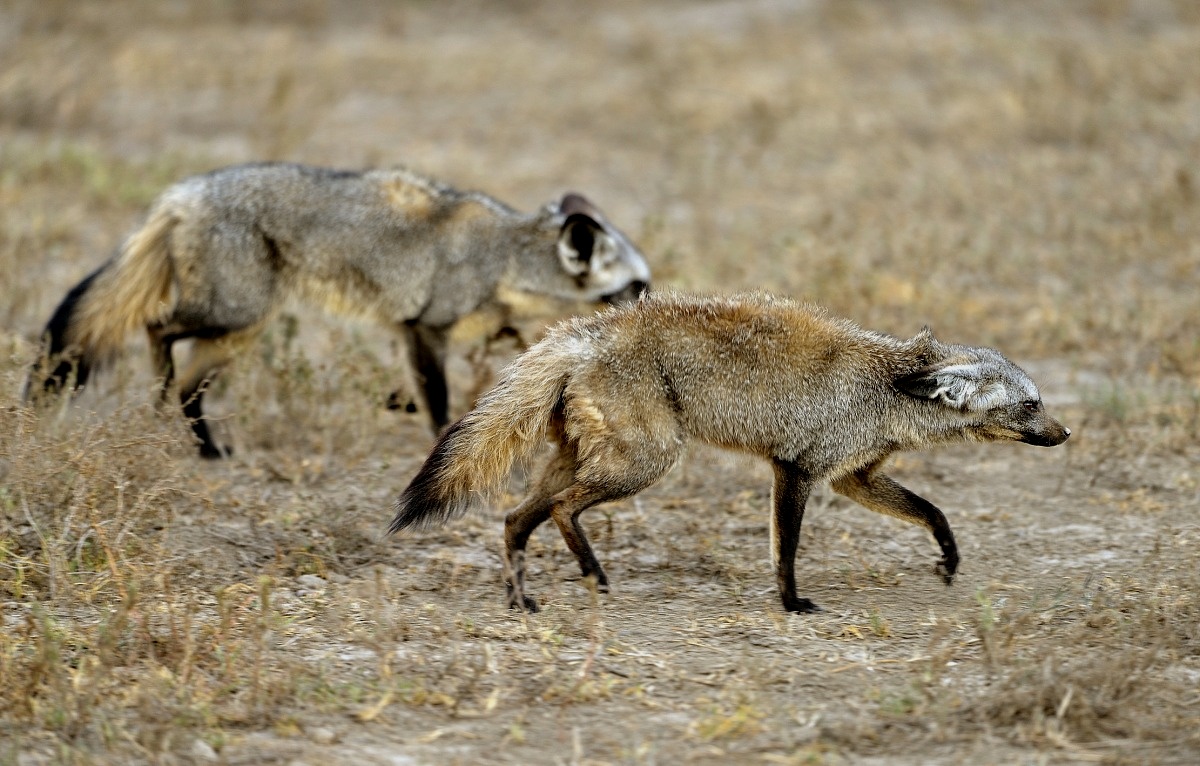 Tanzania 2015 - circumspect...