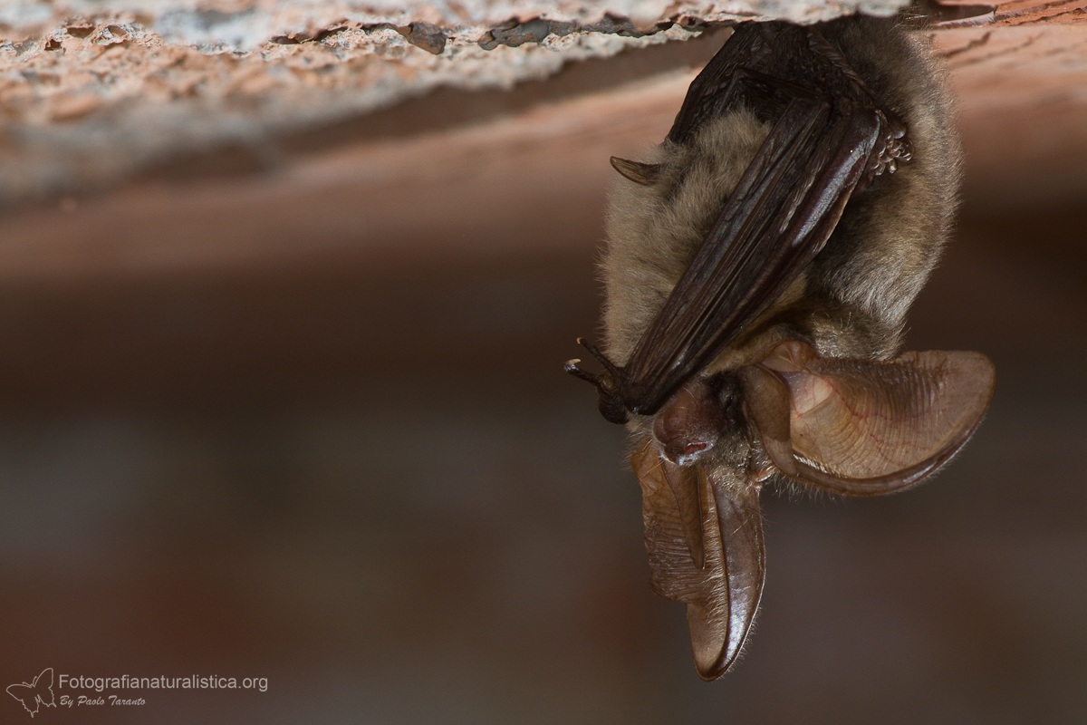 Eared bat (Plecotus auritus)...
