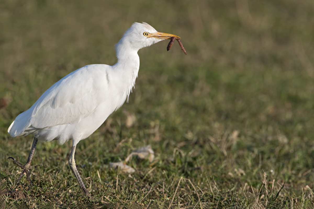 Cattle Egret...