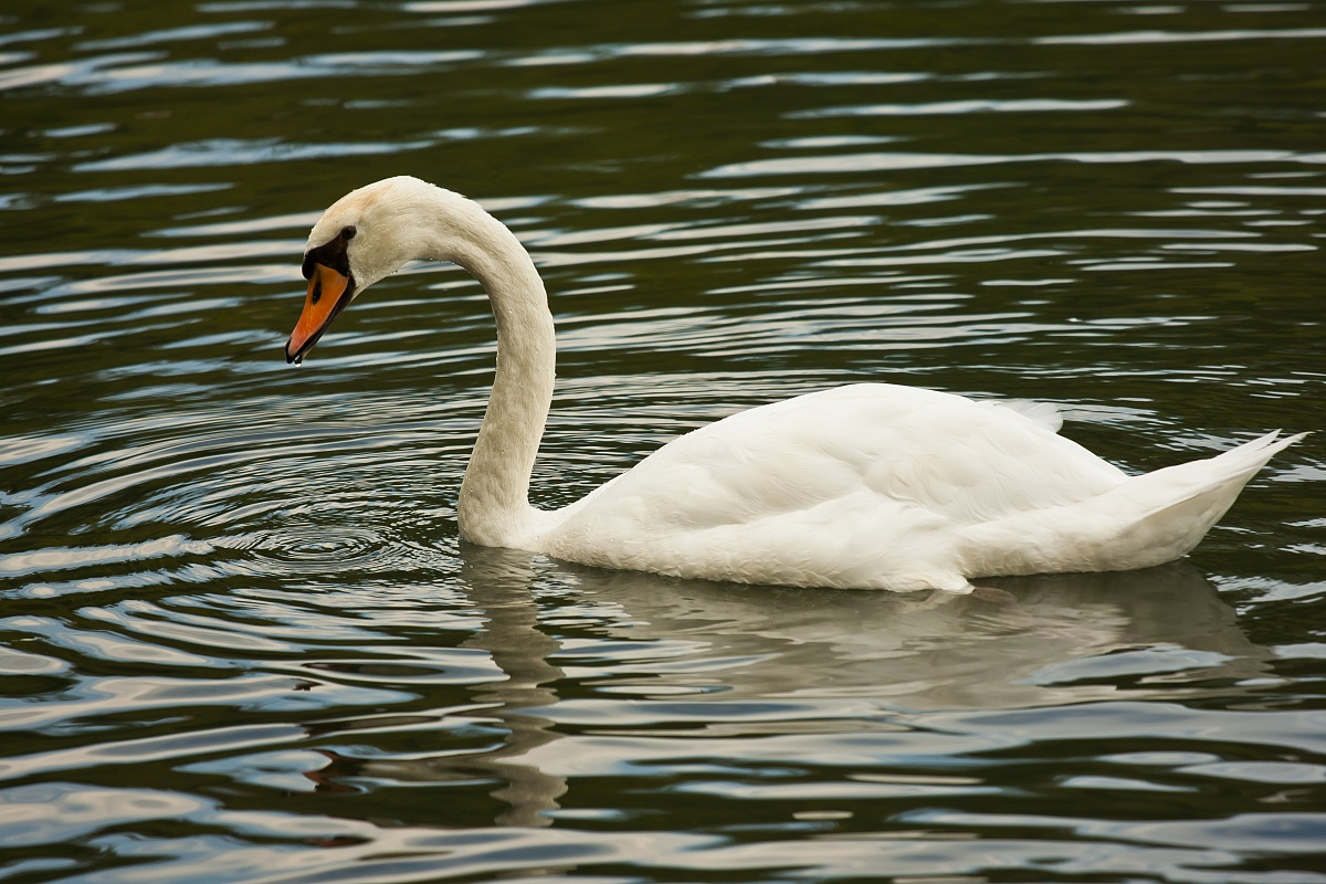 Swan sull'Adda...