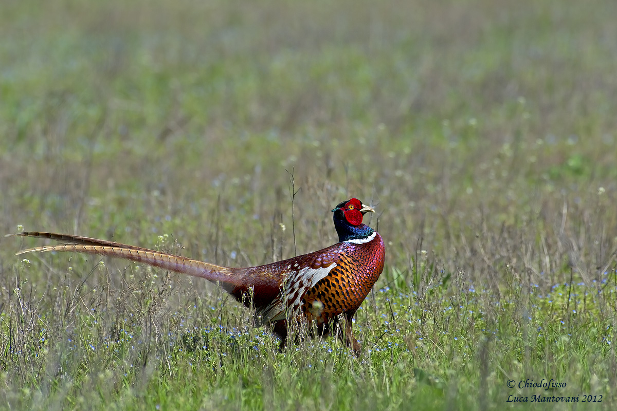 Male pheasant in nature...