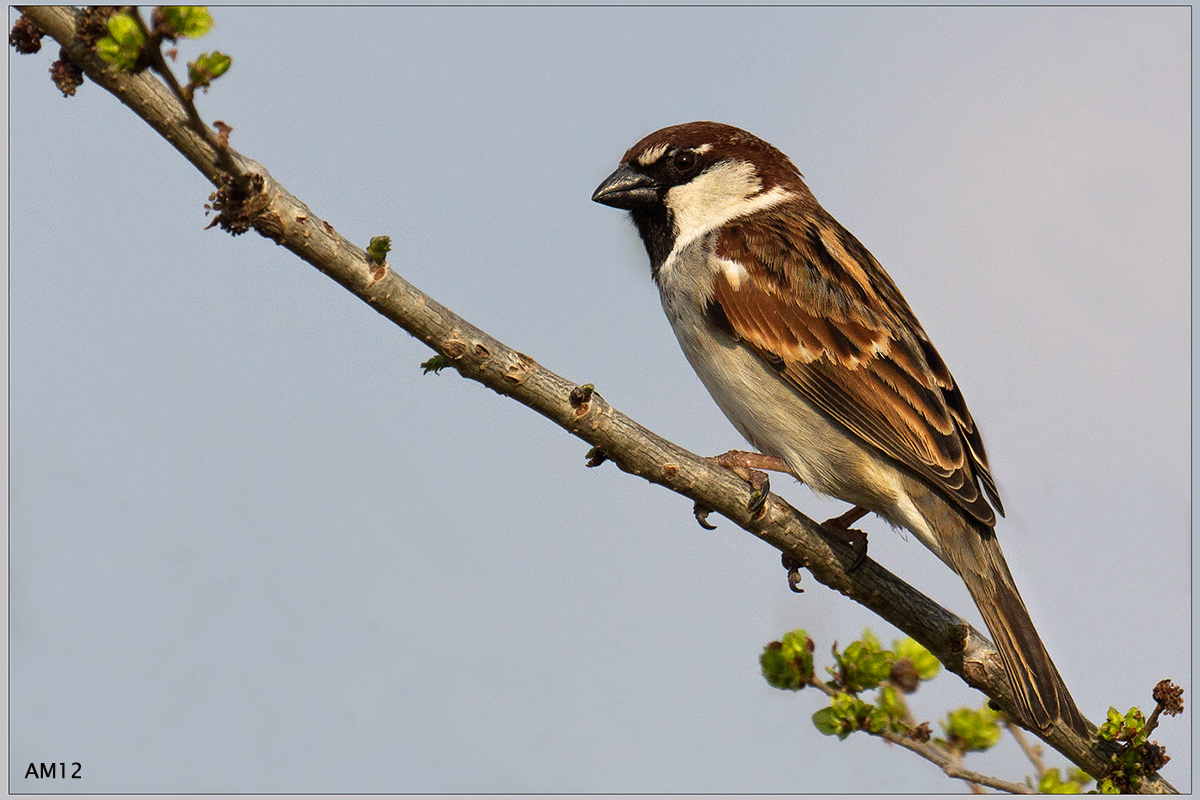 Sparrow European...