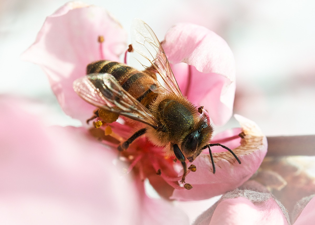 Bee on peach flowers...