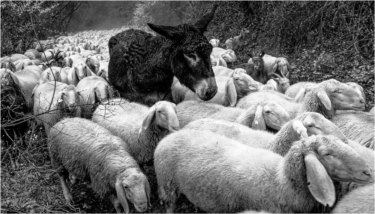 Blessed among the sheep...