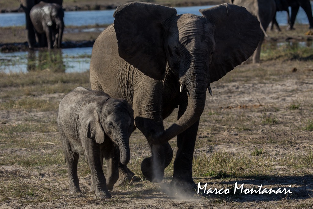 Manna and small elephant...