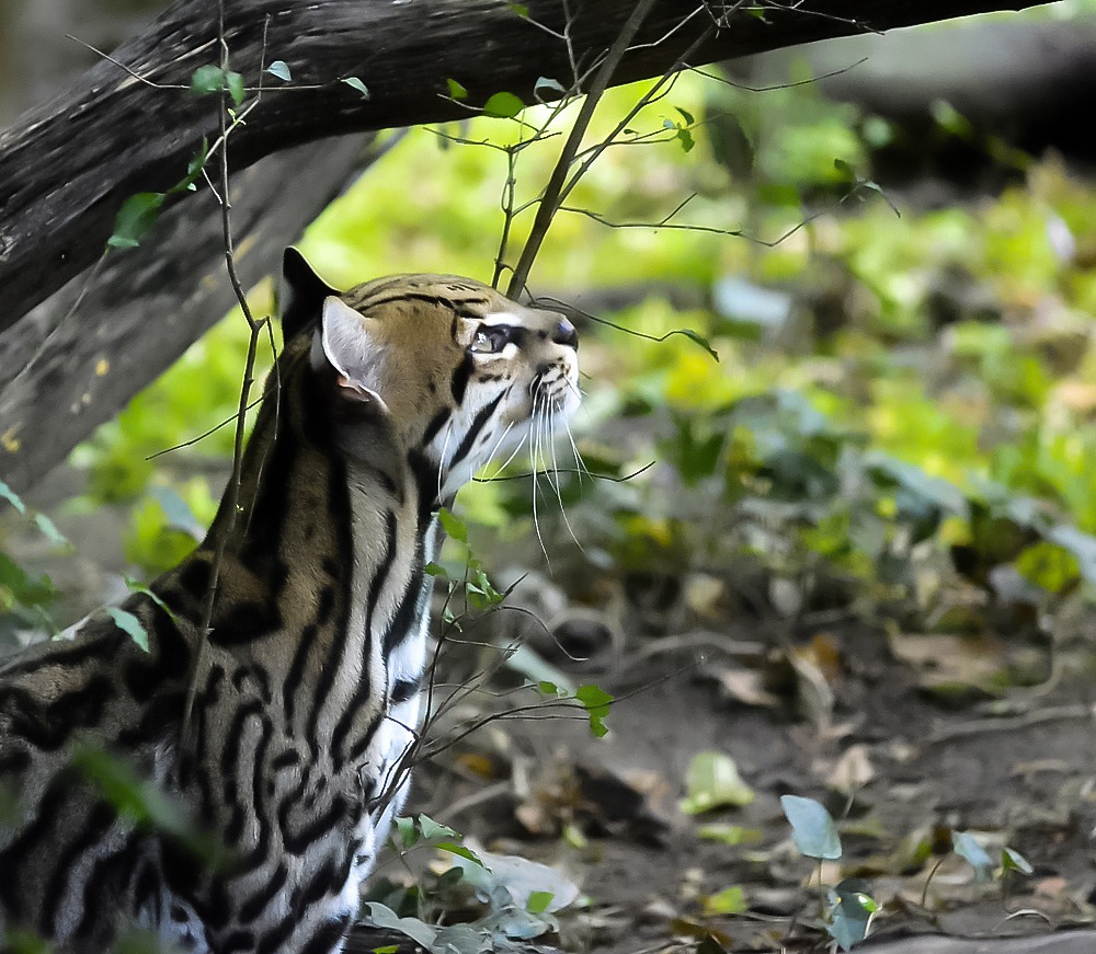 ocelot...