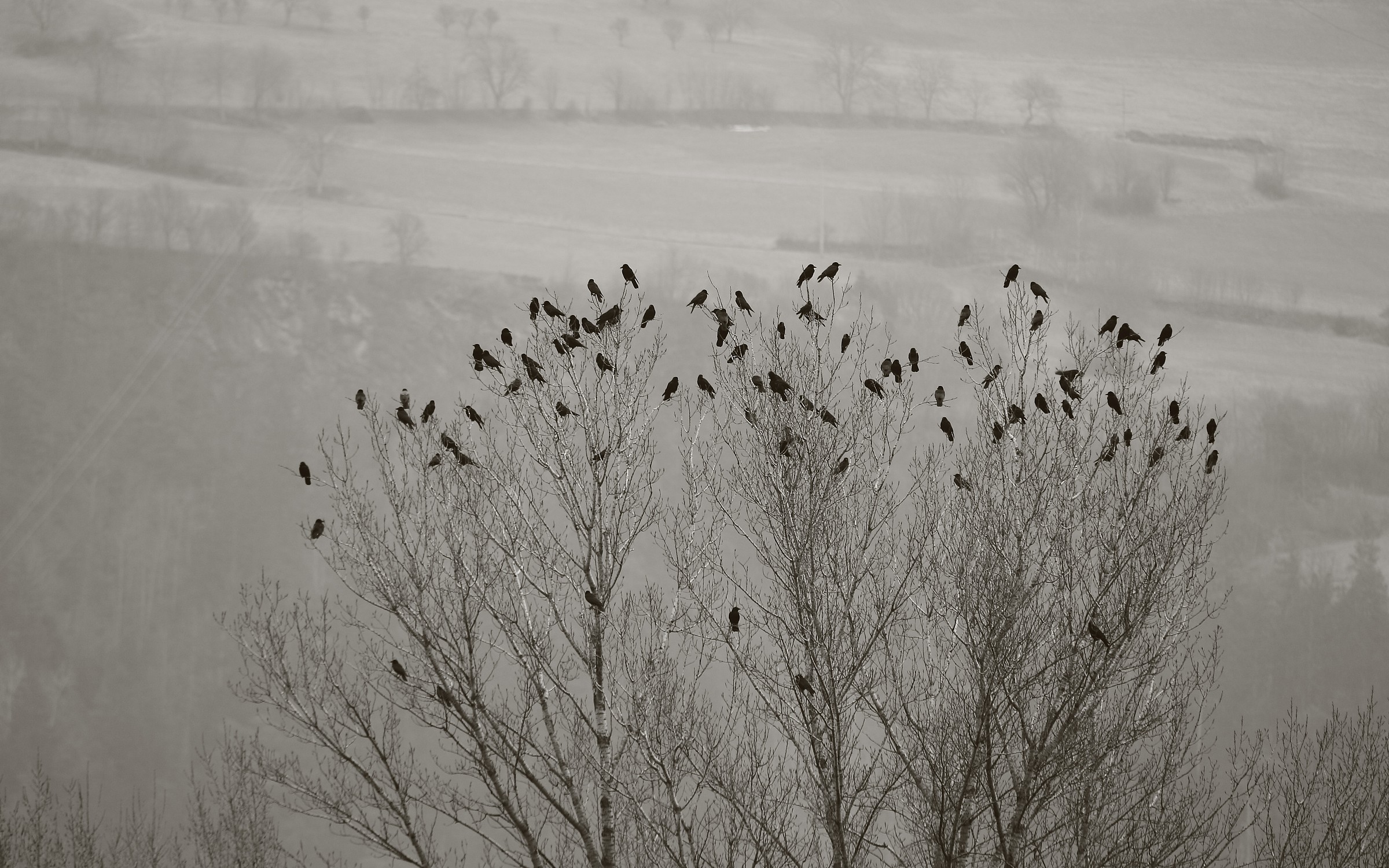 crows...