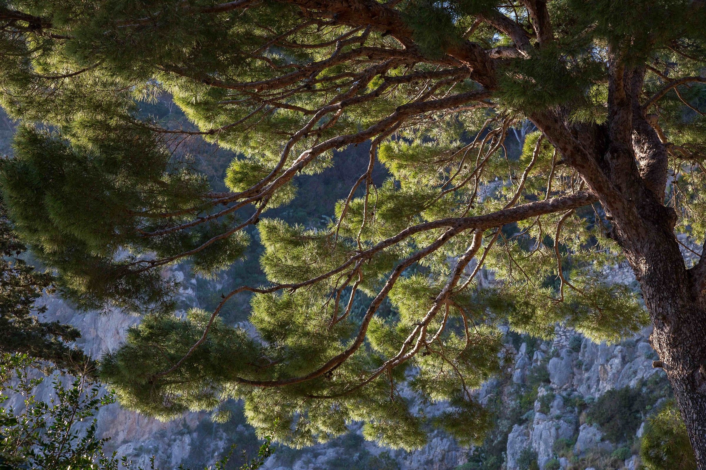 Maritime pine in Capri...