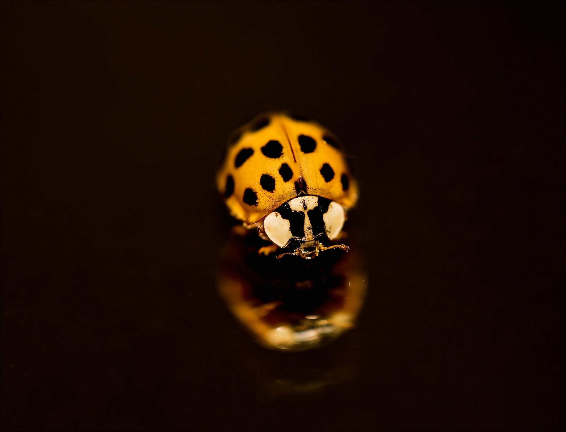 Ladybug...