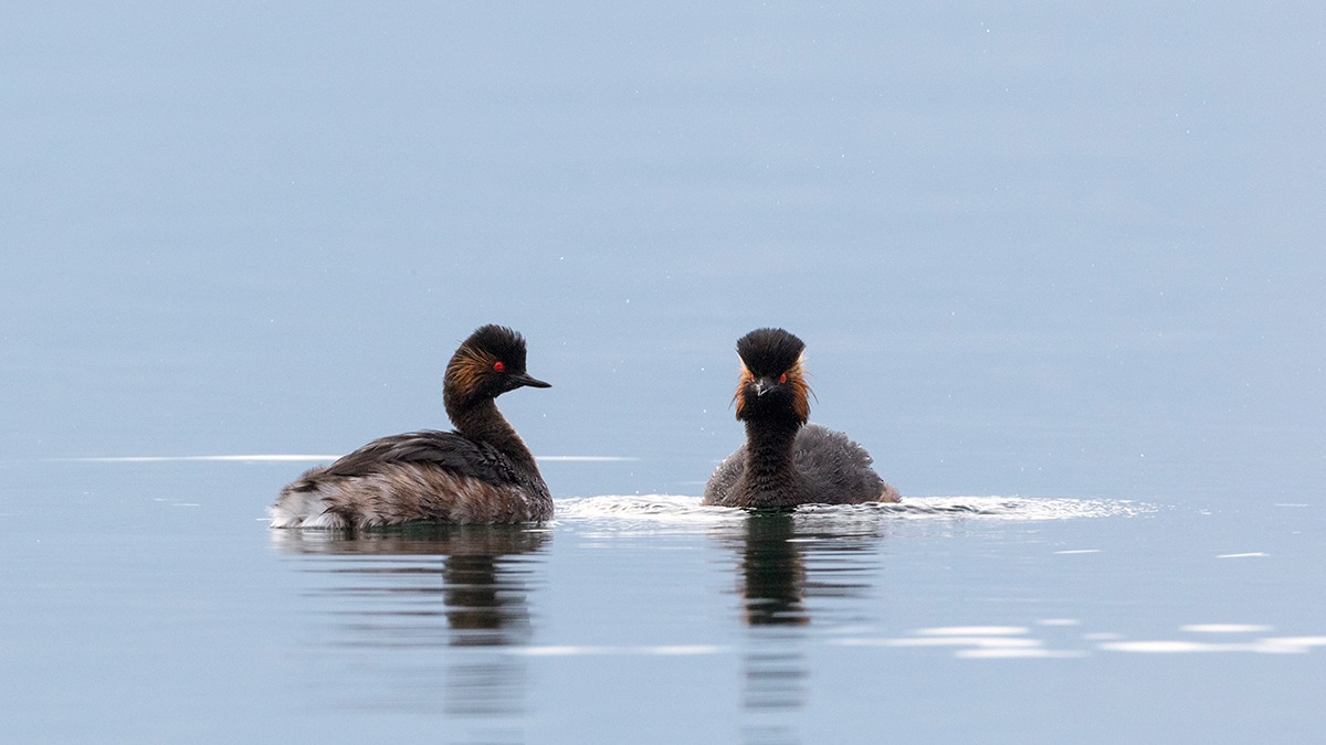 Grebes small...