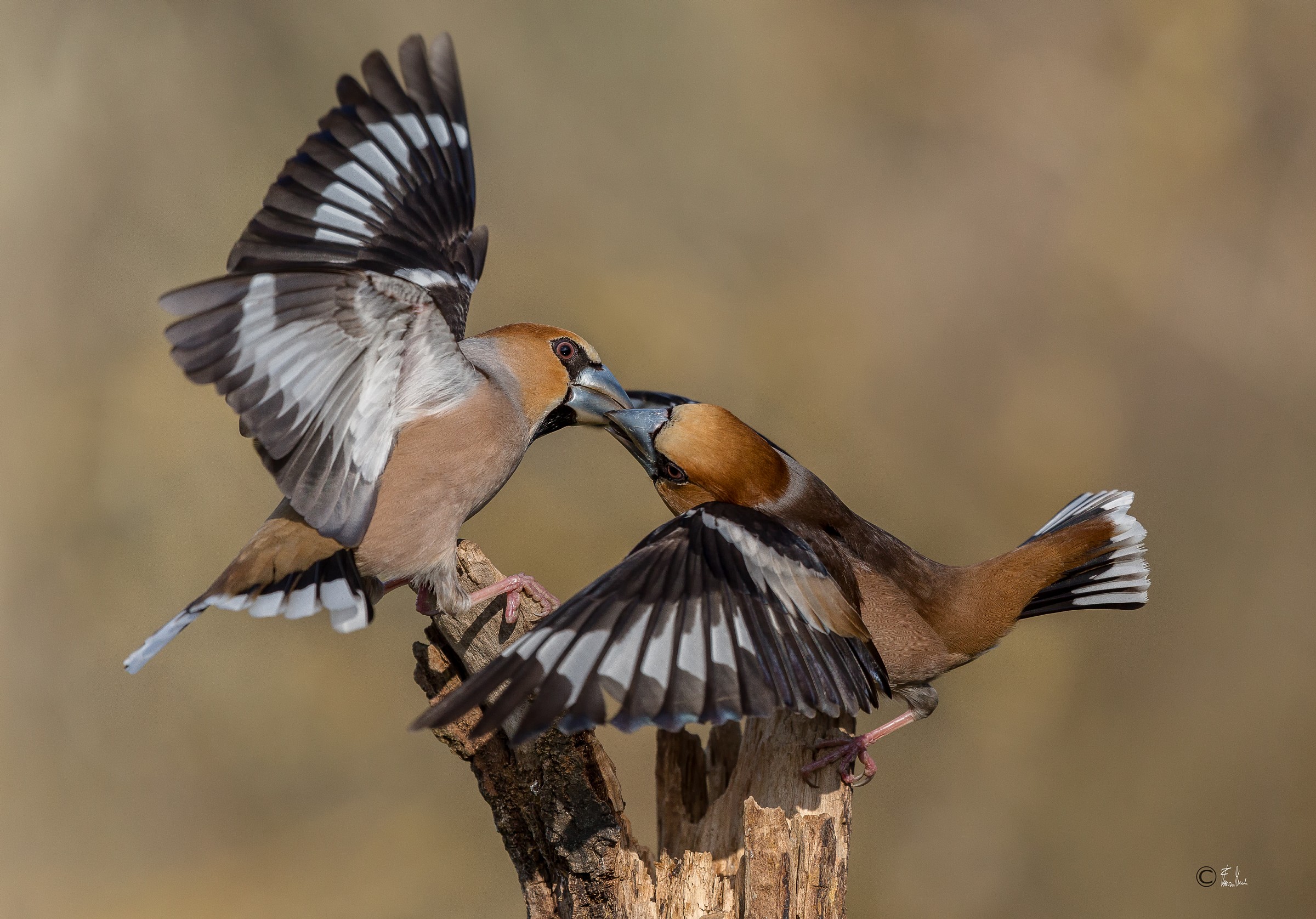 Hawfinches...