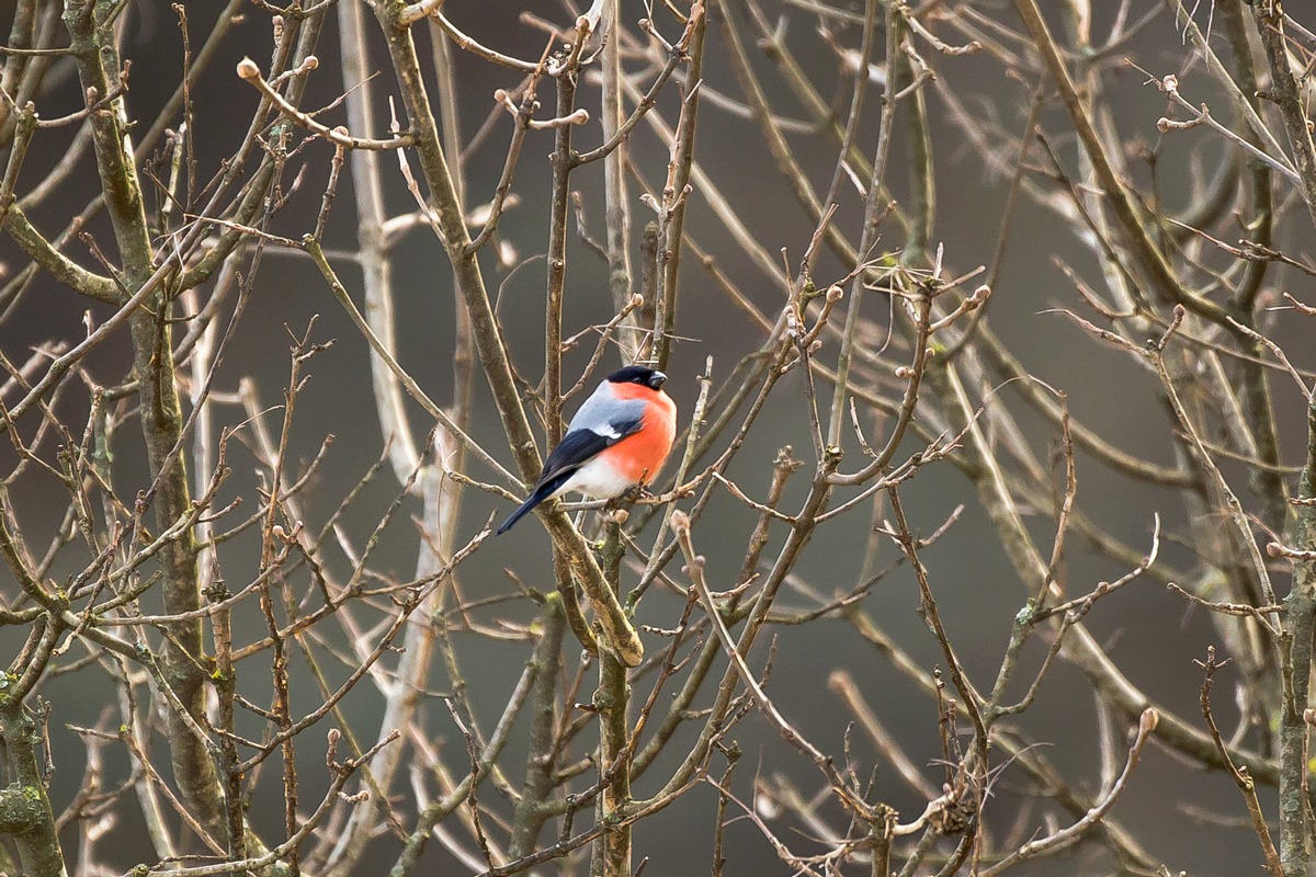 bullfinch in the branches...