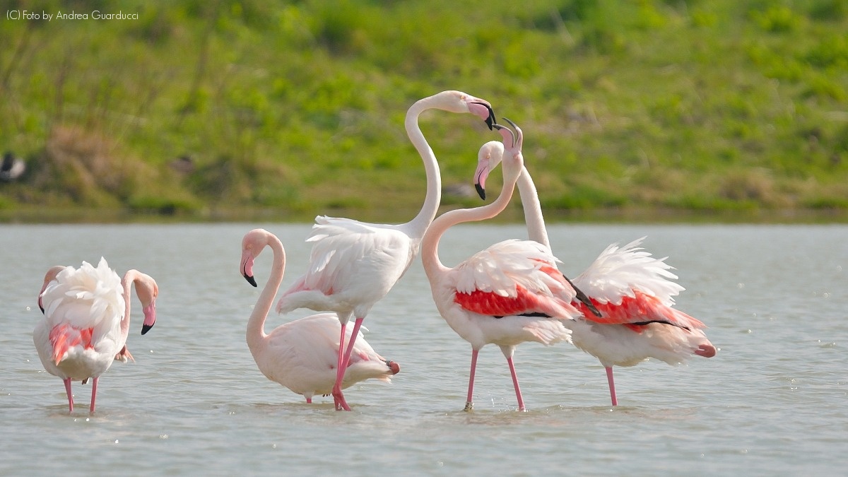 Pink flamingos ......