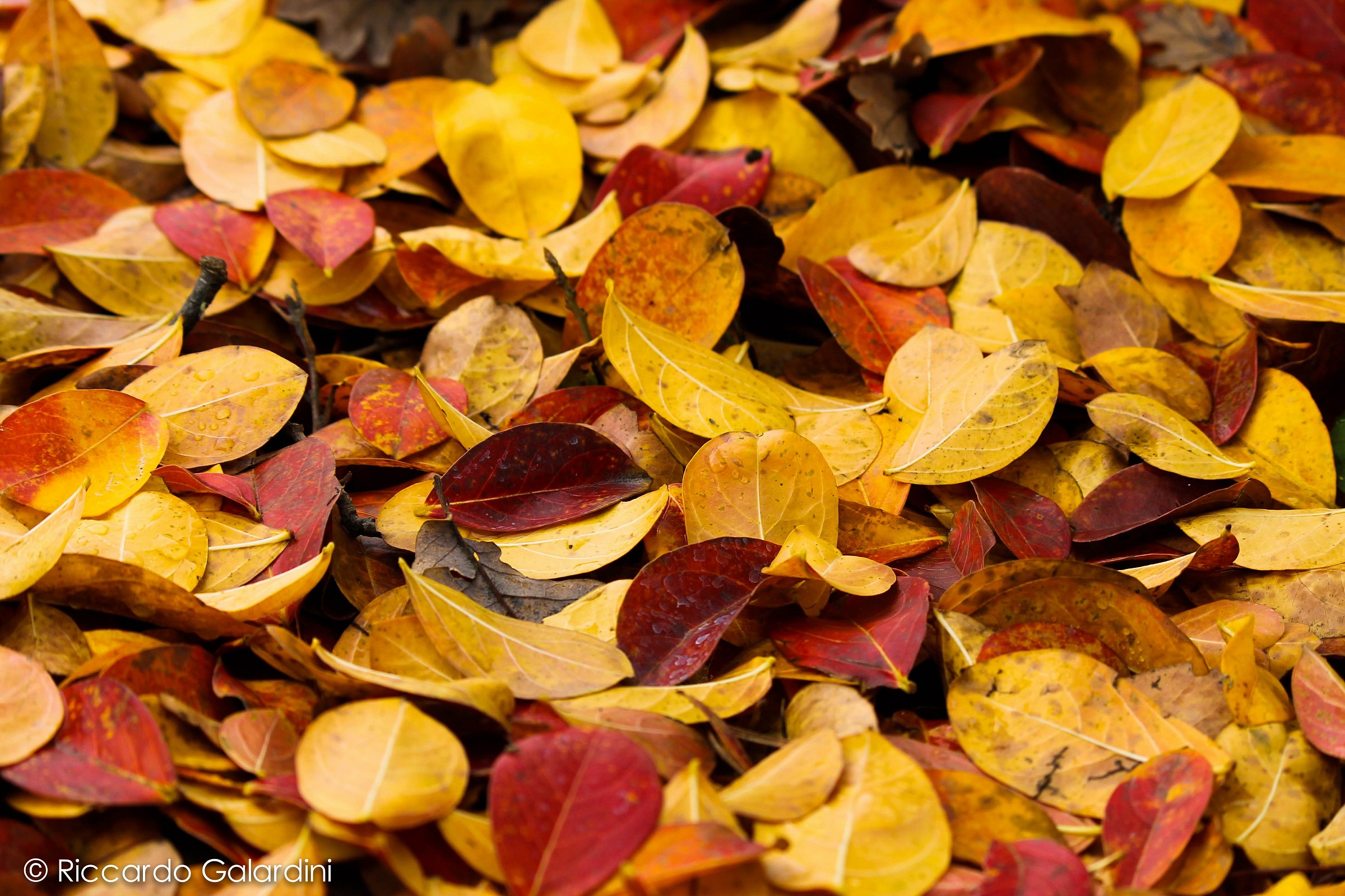 Autumn Shades...