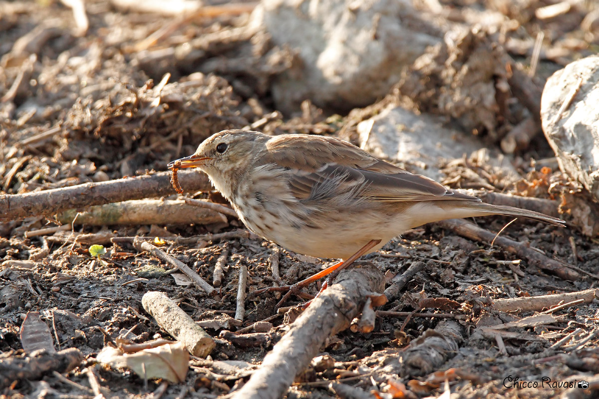 Pipit....