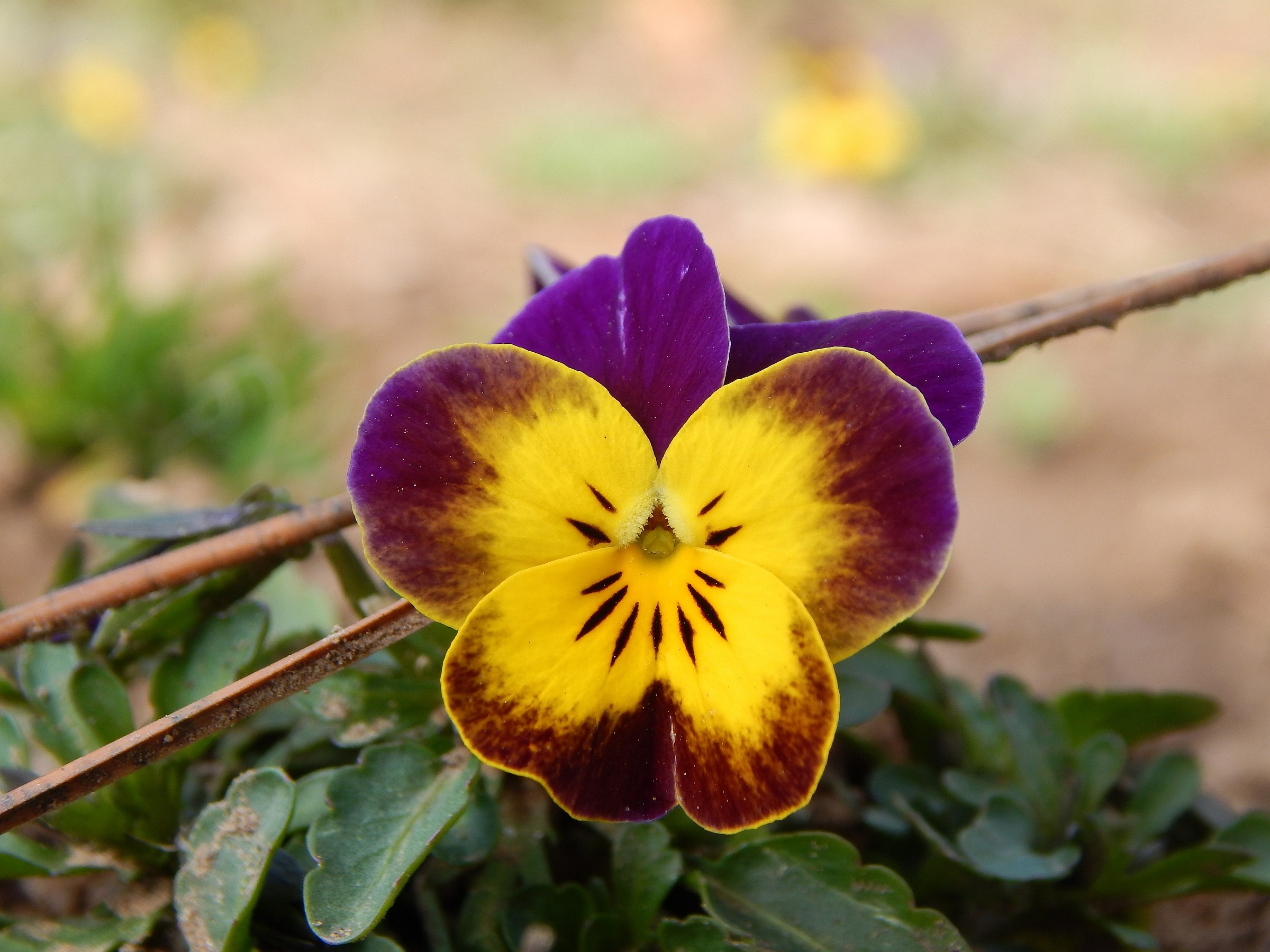 Giorno e notte Fiore...