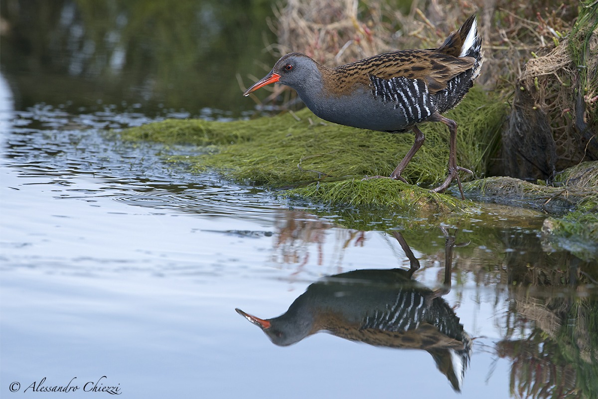 The reflection of the water rail...