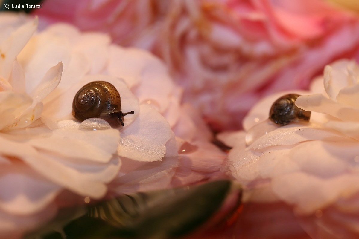 snails...
