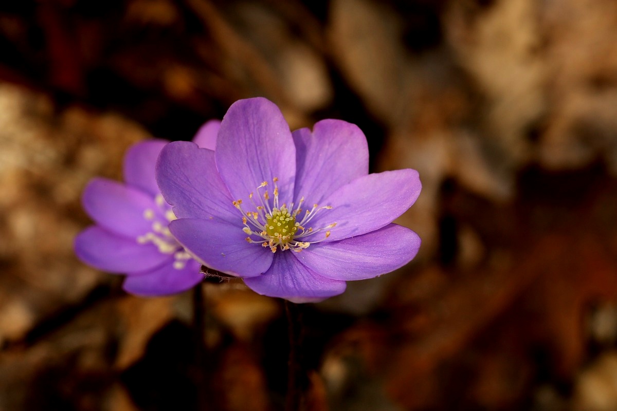 Giallo-Viola (anemone)...