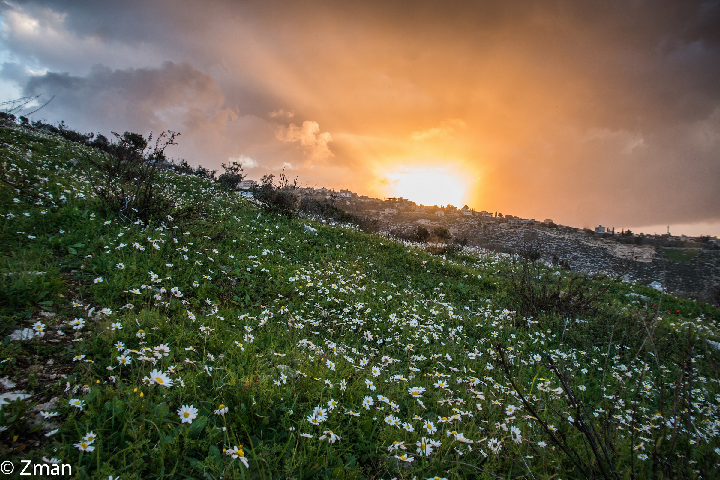The Coming of Spring...