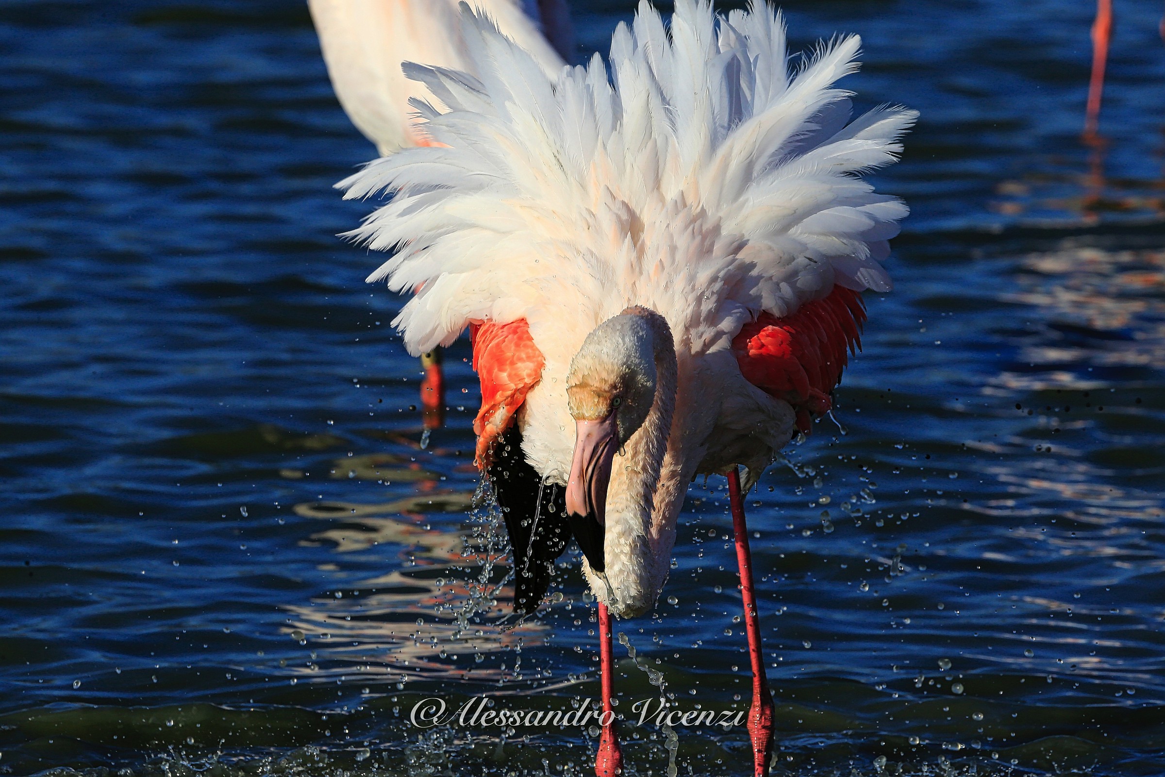 camargue 2015...