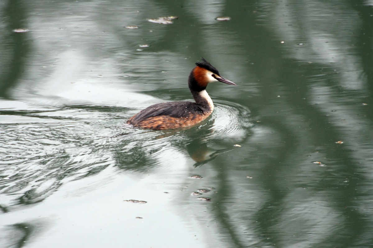 grebe on sile...