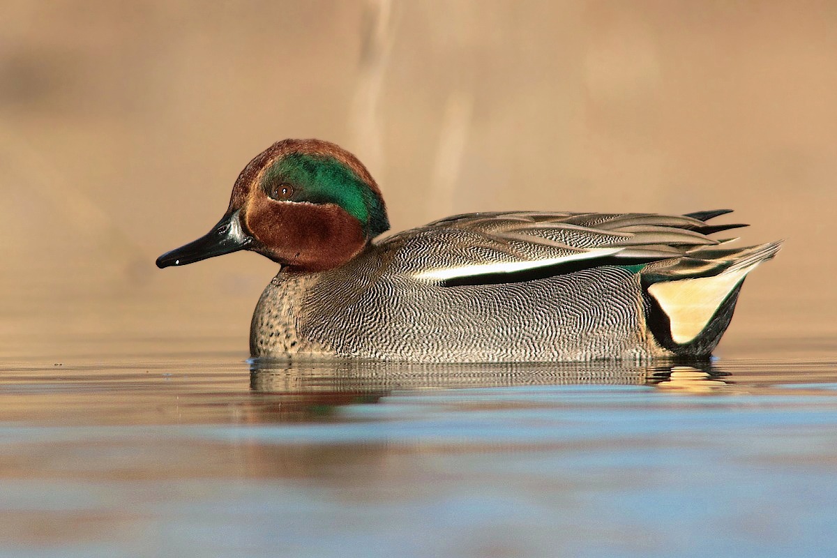 My first Teal (male)...