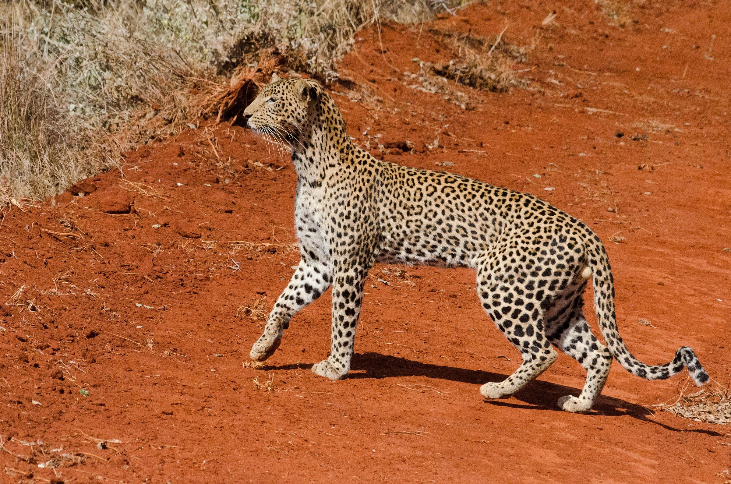 leopardo...