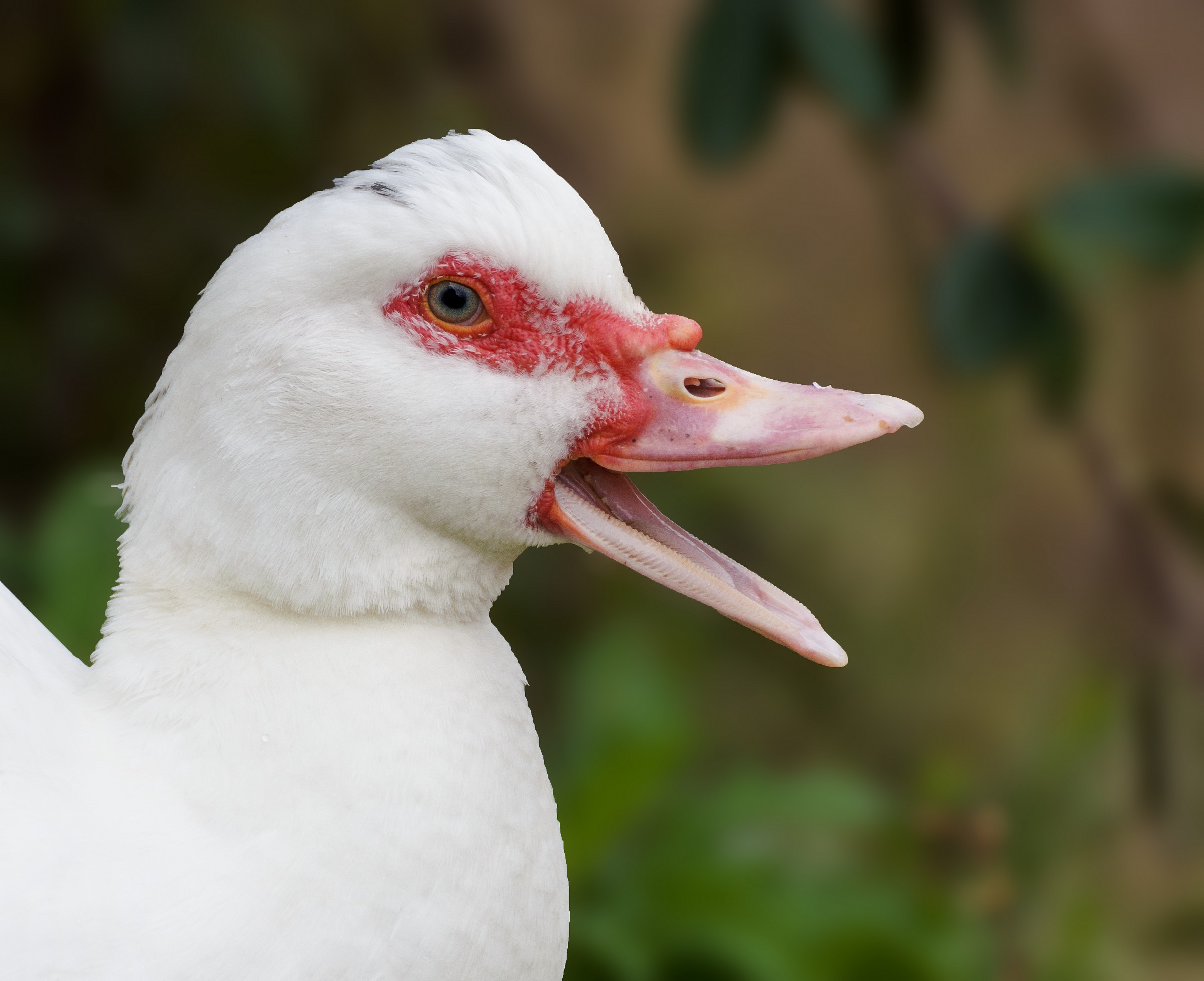 Muscovy white?...