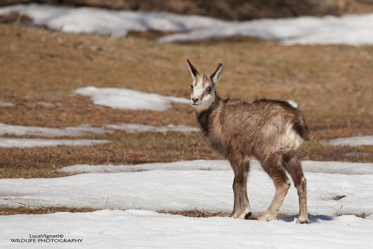 young chamois...