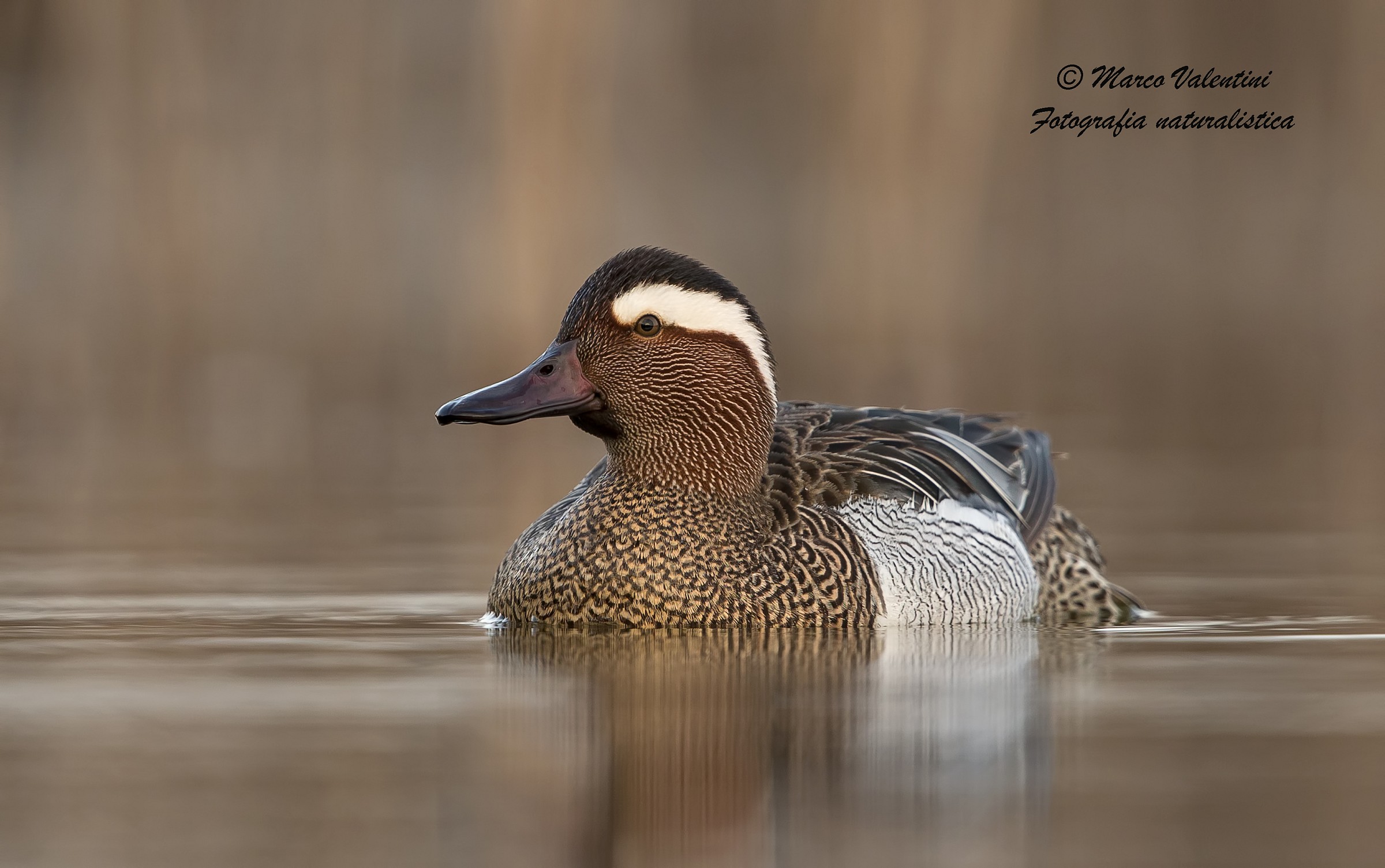 Garganey in late March...
